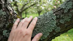Te plamy na jabłoniach i gruszach mogą wiele powiedzieć o stanie Twojego ogrodu – i jest to bardziej przydatna informacja, niż ci się wydaje